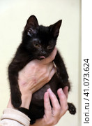 Kitten with an eyesore, a leukoma or an eyesore. Стоковое фото, фотограф Анна Кривицкая / Фотобанк Лори