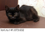 Kitten with an eyesore, a leukoma or an eyesore. Стоковое фото, фотограф Анна Кривицкая / Фотобанк Лори
