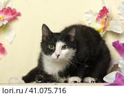 Black and white cat. Стоковое фото, фотограф Анна Кривицкая / Фотобанк Лори