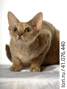 Devon Rex  Cat on white background. Стоковое фото, фотограф Анна Кривицкая / Фотобанк Лори