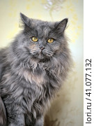 Gray fluffy Persian cat. Стоковое фото, фотограф Анна Кривицкая / Фотобанк Лори