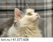 White and gray cat. Стоковое фото, фотограф Анна Кривицкая / Фотобанк Лори