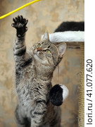 Playful tabby cat. Стоковое фото, фотограф Анна Кривицкая / Фотобанк Лори
