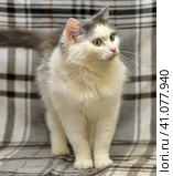 White and gray cat. Стоковое фото, фотограф Анна Кривицкая / Фотобанк Лори