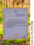 Sequoiadendron giganteum (2021 год). Стоковое фото, фотограф Анна Кривицкая / Фотобанк Лори