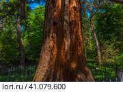 Sequoiadendron giganteum (2021 год). Стоковое фото, фотограф Анна Кривицкая / Фотобанк Лори