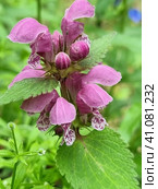 Lamium maculatum. Стоковое фото, фотограф Анна Кривицкая / Фотобанк Лори