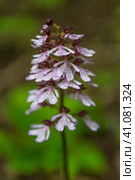 Orchis purpurea. Стоковое фото, фотограф Анна Кривицкая / Фотобанк Лори