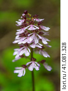 Orchis purpurea. Стоковое фото, фотограф Анна Кривицкая / Фотобанк Лори