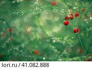 Asparagus plant with red berries in dew drops. natural background, relaxation. Стоковое фото, фотограф Ольга Ильина / Фотобанк Лори