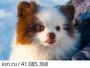 Белый померанский шпиц с высунутым язычком.Pet dog breed Pomeranian white Spitz close-up on a light background. Стоковое фото, фотограф Любовь Демус / Фотобанк Лори