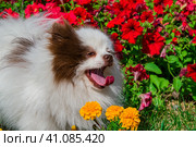 Белый померанский шпиц с высунутым язычком в клумбе с цветами.Pet dog breed Pomeranian white Spitz close-up on a light background. Стоковое фото, фотограф Любовь Демус / Фотобанк Лори