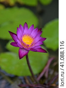 Water lily tetrahedral. Стоковое фото, фотограф Анна Кривицкая / Фотобанк Лори