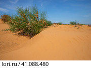 В полупустыне Калмыкии, Россия (2023 год). Стоковое фото, фотограф Анна Карасева / Фотобанк Лори