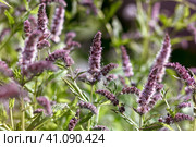 Цветущая мята длиннолистная (Mentha longifolia) Стоковое фото, фотограф Светлана Качанова / Фотобанк Лори