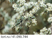 Magnificently blossoming blackthorn branches in the park. Стоковое фото, фотограф Sergey Kohl / Фотобанк Лори