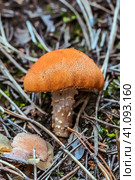 Цистодерма красная (Cystodermella cinnabarina) на хвойной подстилке в сосновом лесу - малоизвестный съедобный гриб. Новосибирская область, Западная Сибирь. Стоковое фото, фотограф Евгений Мухортов / Фотобанк Лори