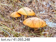 Маслёнок зернистый, летний, ранний (Suillus granulatus) на хвойной подстилке в сосновом лесу. Новосибирская область, Западная Сибирь. Стоковое фото, фотограф Евгений Мухортов / Фотобанк Лори