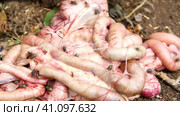 Guts out. Flies in the intestines. A terrible sight. Rotting animal entrails. Стоковое видео, видеограф Алексей Круковский / Фотобанк Лори