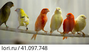 Four canary birds (Serinus canaria) sitting in branch. Стоковое фото, фотограф Яков Филимонов / Фотобанк Лори