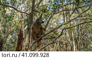 A fluffy Common brown lemur Eulemur albifrons is sitting on a tree, holding onto the branches with its paws. The head is turned in profile. Madagascar. Kirindy Forest. (2023 год). Стоковое фото, фотограф Вера Ивановна Кубарева / Фотобанк Лори