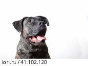 Собака породы Кане-корсо портрет на белом фоне. Стоковое фото, фотограф Яна Королёва / Фотобанк Лори