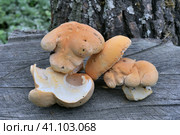 Гриб ежовик желтый (Hydnum repandum) Стоковое фото, фотограф Владимир Литвинов / Фотобанк Лори