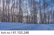 Winter birch grove. White trunks and bare branches against a pinkish morning sky. The path is trodden between snowdrifts. The man in the down jacket goes into the distance. Altai. Стоковое фото, фотограф Вера Ивановна Кубарева / Фотобанк Лори