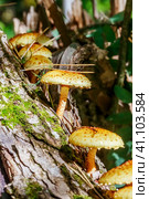 Чешуйчатка золотистая, Королевский опёнок (лат. Pholiota aurivella) на стволе дерева. Новосибирская область, Западная Сибирь. Стоковое фото, фотограф Евгений Мухортов / Фотобанк Лори