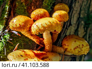 Чешуйчатка золотистая, Королевский опёнок (лат. Pholiota aurivella) на стволе дерева. Новосибирская область, Западная Сибирь. Стоковое фото, фотограф Евгений Мухортов / Фотобанк Лори