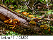 Чешуйчатка золотистая, Королевский опёнок (лат. Pholiota aurivella) на стволе дерева. Новосибирская область, Западная Сибирь. Стоковое фото, фотограф Евгений Мухортов / Фотобанк Лори