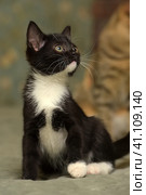Black with white  little kitty. Стоковое фото, фотограф Анна Кривицкая / Фотобанк Лори