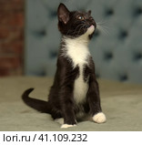 Black with white  little kitty. Стоковое фото, фотограф Анна Кривицкая / Фотобанк Лори