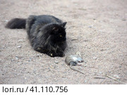 A cat caught a rat, Стоковое фото, фотограф Анна Кривицкая / Фотобанк Лори