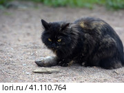 A cat caught a rat, Стоковое фото, фотограф Анна Кривицкая / Фотобанк Лори