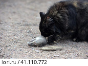 A cat caught a rat, Стоковое фото, фотограф Анна Кривицкая / Фотобанк Лори