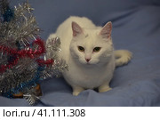 White albino cat on a blue background. Стоковое фото, фотограф Анна Кривицкая / Фотобанк Лори