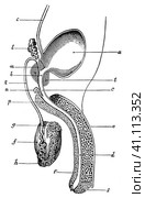 Semi-schematic representation of the male urinary and reproductive organs. Illustration of the 19th century. Germany. White background. Стоковая иллюстрация, иллюстратор Sergey Kohl / Фотобанк Лори