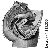 The female reproductive system (sagittal view). Illustration of the 19th century. Germany. White background. Стоковая иллюстрация, иллюстратор Sergey Kohl / Фотобанк Лори