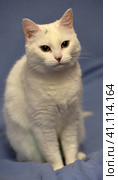 White albino cat. Стоковое фото, фотограф Анна Кривицкая / Фотобанк Лори