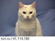 White albino cat. Стоковое фото, фотограф Анна Кривицкая / Фотобанк Лори