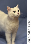White albino cat. Стоковое фото, фотограф Анна Кривицкая / Фотобанк Лори