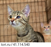 Homeless kittens in a cage. Стоковое фото, фотограф Анна Кривицкая / Фотобанк Лори