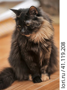 Portrait of a beautiful female  cat. Стоковое фото, фотограф Анна Кривицкая / Фотобанк Лори