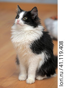 Fluffy black with a white young cat. Стоковое фото, фотограф Анна Кривицкая / Фотобанк Лори