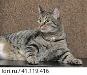 A thick striped cat lies. Стоковое фото, фотограф Анна Кривицкая / Фотобанк Лори