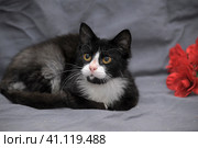 White and black cat with a red flower. Стоковое фото, фотограф Анна Кривицкая / Фотобанк Лори
