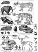 Fauna of the Quaternary period. Publication of the book "Meyers Konversations-Lexikon", Volume 2, Leipzig, Germany, 1910. Стоковая иллюстрация, иллюстратор Sergey Kohl / Фотобанк Лори