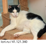 Black and white large domestic cat. Стоковое фото, фотограф Анна Кривицкая / Фотобанк Лори