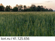 Two-rowed barley or Hordeum distichon growing in the field. Стоковое фото, фотограф VittoriaChe / Фотобанк Лори